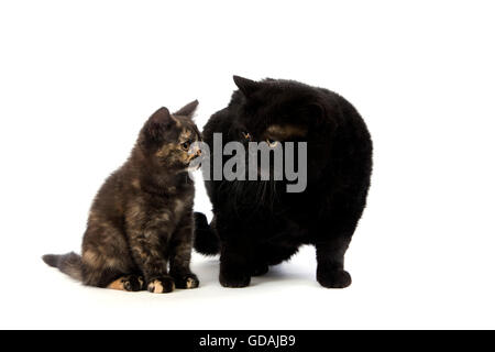 Black British Shorthair Mother and Black Tortoise-shell British Shorthair Kitten, Domestic Cat against White Background Stock Photo