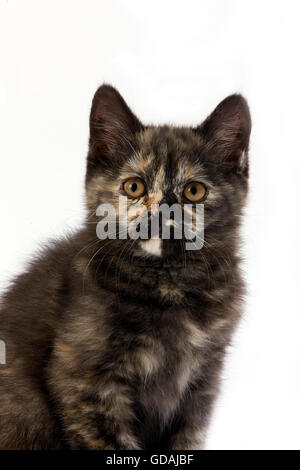 Black Tortoise Shell British Shorthair Domestic Cat, 2 Months Old Kitten against White Background Stock Photo