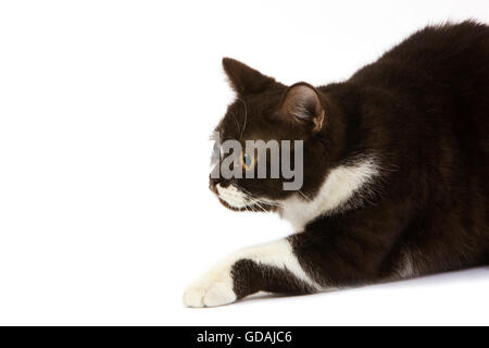 Chocolate and White British Shorthair Domestic Cat, Female laying against White Background Stock Photo