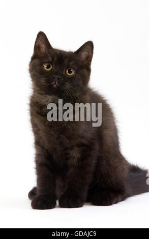 Black British Shorthair Domestic Cat, 2 months old Kitten sitting against White Background Stock Photo
