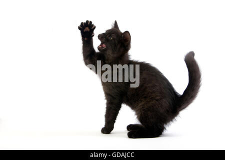 Black British Shorthair Domestic Cat, 2 Months Old Kitten Stock Photo