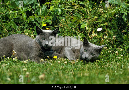 Russian Blue Cat, Adults laying on Grass Stock Photo
