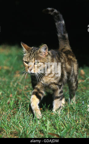 EUROPEAN BROWN TABBY DOMESTIC CAT, ADULT WALKING ON GRASS Stock Photo