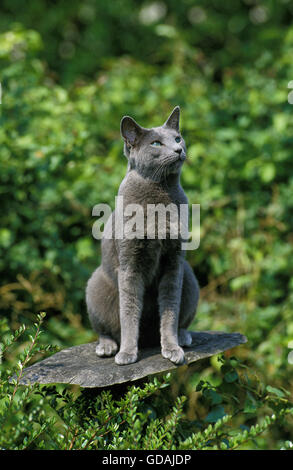 Russian Blue Domestic Cat, Adult sitting Stock Photo