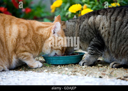Red Tabby and Brown Tabby Domestic Cat, Cats eating, Normandy Stock Photo