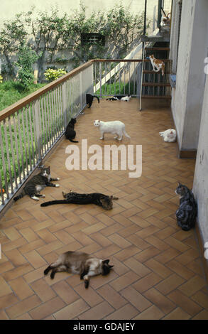 Domestic Cats on Balcony Stock Photo