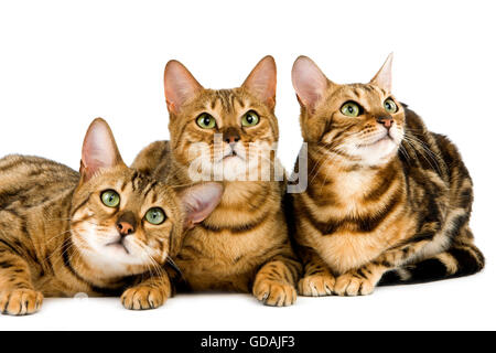 BROWN SPOTTED TABBY WITH BROWN MARBLED TABBY BENGAL  DOMESTIC CAT Stock Photo