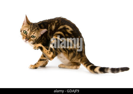 Brown Marbled Tabby Bengal Domestic Cat scratching its head Stock Photo