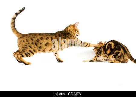 Brown Spotted Tabby and Brown Marbled Tabby Bengal Domestic Cat, Adults Fighting against White Background Stock Photo