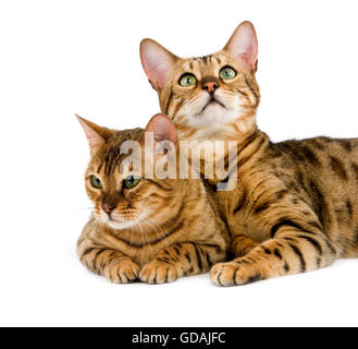 BROWN SPOTTED TABBY BENGAL DOMESTIC CAT Stock Photo