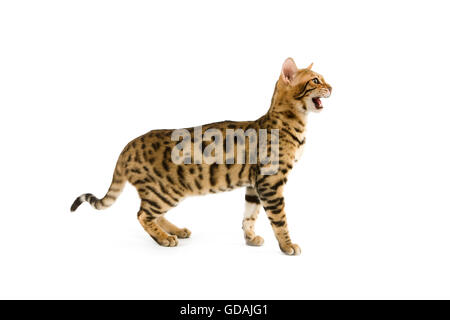 BROWN SPOTTED TABBY BENGAL DOMESTIC CAT, ADULT MEOWING Stock Photo