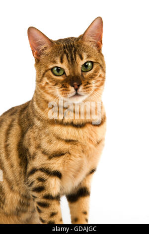 BROWN SPOTTED TABBY BENGAL DOMESTIC CAT Stock Photo