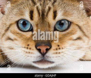 Seal Mink Tabby Bengal Domestic Cat, Portrait of Male with Blue Eyes Stock Photo