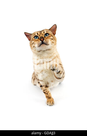 Seal Mink Tabby Bengal Domestic Cat, Male against White Background Stock Photo