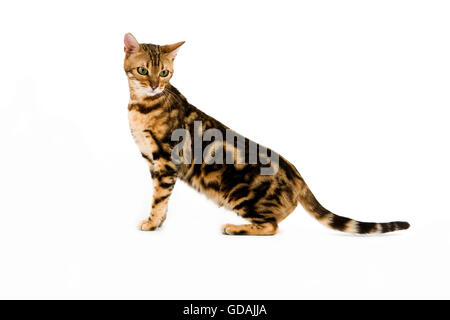 BROWN MARBLED TABBY BENGAL DOMESTIC CAT Stock Photo