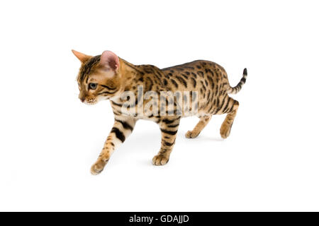 BROWN SPOTTED TABBY BENGAL DOMESTIC CAT Stock Photo