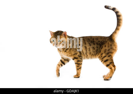 BROWN SPOTTED TABBY BENGAL DOMESTIC CAT, ADULT AGAINST WHITE BACKGROUND Stock Photo