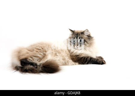 Seal Tabby Point Neva Masquerade Siberian Domestic Cat, Male laying against White Background Stock Photo