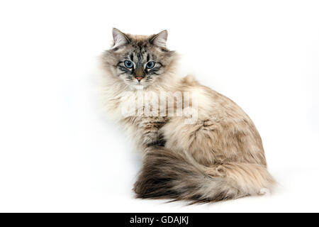 NEVA MASQUERADE SIBERIAN CAT, COLOR SEAL TABBY POINT, MALE AGAINST WHITE BACKGROUND Stock Photo