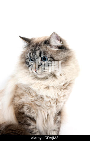 Neva Masquerade Seal Tabby Point Siberian domestic Cat, Male against White Background Stock Photo