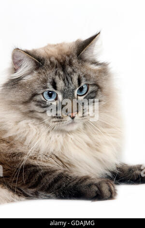 NEVA MASQUERADE SIBERIAN CAT, COLOR SEAL TABBY POINT, MALE AGAINST WHITE BACKGROUND Stock Photo