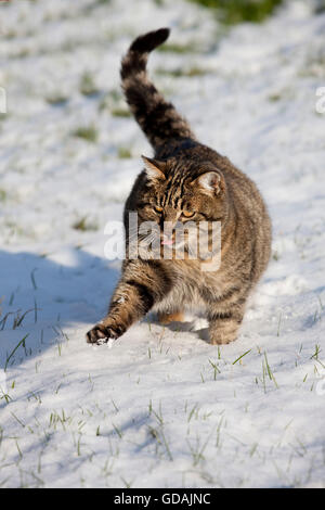 Brown Tabby Domestic Cat, Female playing on Snow, Normandy Stock Photo