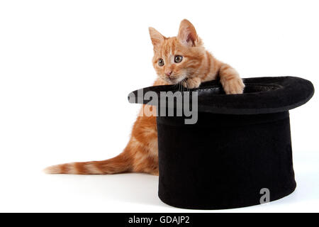 Red Tabby Domestic Cat, Kitten payling with Hat against White Background Stock Photo
