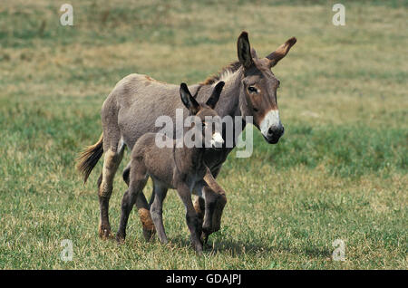 GREY DONKEY, A FRENCH BREED, MARE WITH FOAL TROTTING THROUGH MEADOW Stock Photo