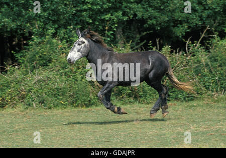 Mule, Crossbreed of Male Donkey and Female Horse, Adult Galloping through Meadow Stock Photo