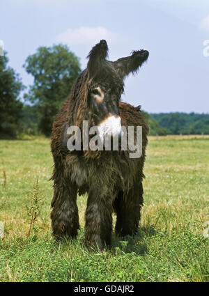 Poitou Donkey or Baudet du Poitou, a French Breed, Adult standing on Grass Stock Photo