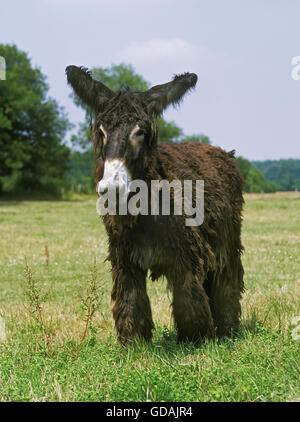 Poitou Domestic Donkey or The Baudet du Poitou, a French Breed Stock Photo