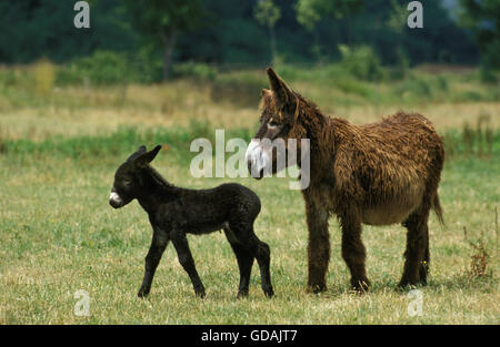 Poitou Domestic Donkey or The Baudet du Poitou, a French Breed, Mother and Foal Stock Photo