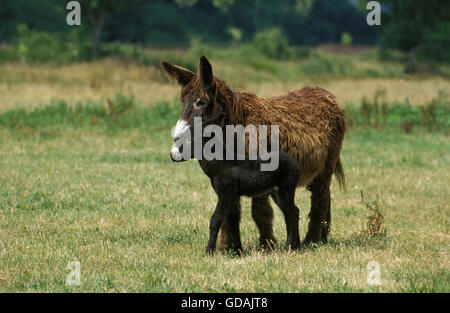 Poitou Donkey or Baudet du Poitou, a French Breed, Mother and Foal Stock Photo
