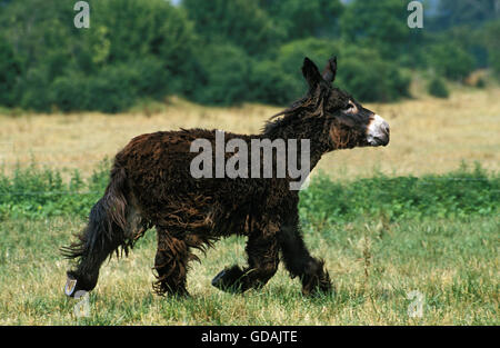 Poitou Donkey or Baudet du Poitou, a Fench Breed, Adult Trotting through Meadow Stock Photo