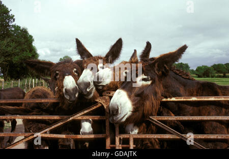 Poitou Donkey or Baudet du Poitou, a French Breed, Group at Paddock's Door Stock Photo