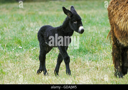 Poitou Donkey or The Baudet du Poitou, a French Breed, Foal Stock Photo