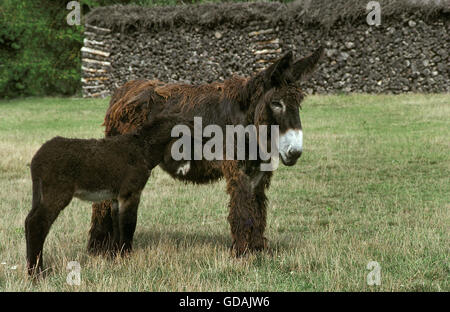 Poitou Donkey or Baudet du Poitou, Mother with Foal Stock Photo