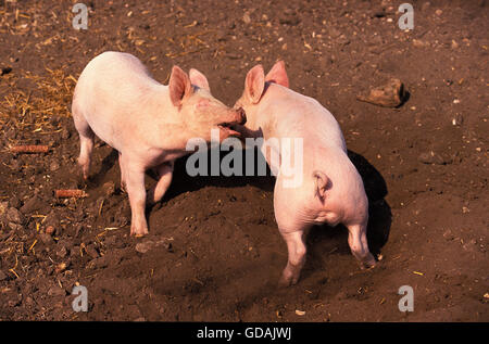 Large White Pig, Piglets Playing Stock Photo