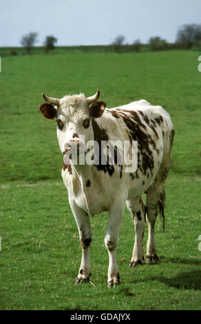 cow standing on meadow Stock Photo - Alamy