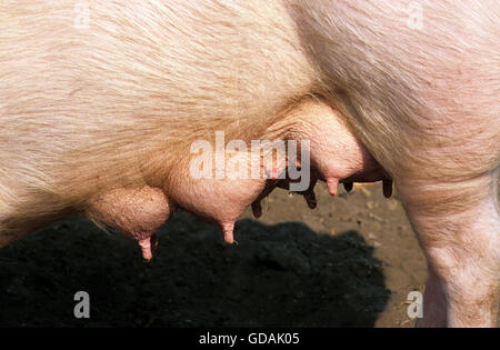 Large White Pig, Teats of Sow Stock Photo
