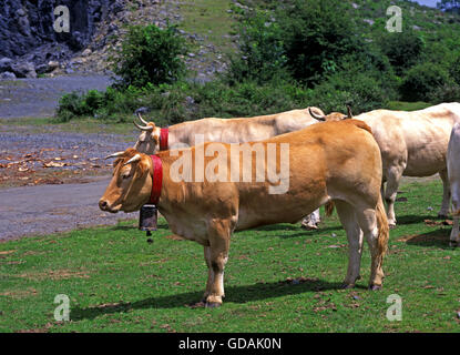 Blonde d'Aquitaine, Domestic Cattle from France, Herd standing near Road Stock Photo