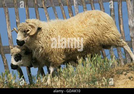 Thones Marthod Sheep, Ewe and Ram Stock Photo