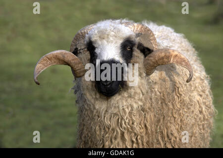 Thones and Marthod Domestic Sheep, Portrait of  Ram Stock Photo