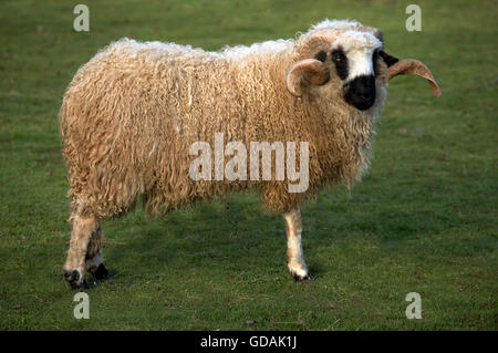 Thones a Marthod Domestic Sheep, Belier Stock Photo