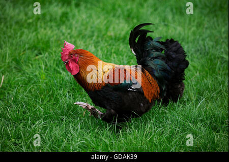 Brown Red Marans Domestic Chicken, a French Breed, Cockerel standing on Grass Stock Photo