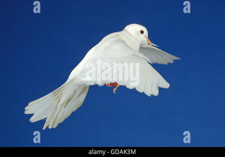 White Dove, Adult in Flight against Blue Sky Stock Photo