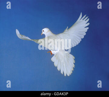 White Dove, Adult in Flight against Blue Sky Stock Photo