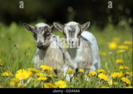 Pygmy Goat or Dwarf Goat, capra hircus, 3 Months Old Baby Goat standing on Dandelions Stock Photo