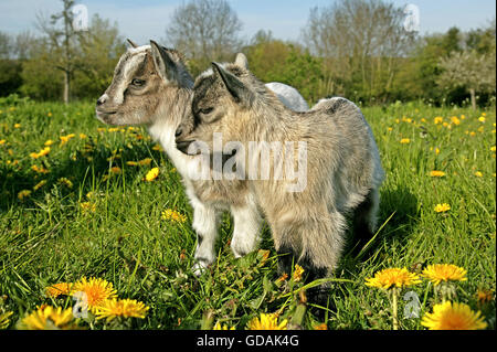 3 Months Old Pygmy Goat or Dwarf Goat, capra hircus Stock Photo