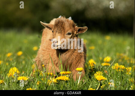 PYGMY GOAT OR DWARF GOAT capra hircus, 3 MONTHS OLD BABY WITH FLOWERS Stock Photo